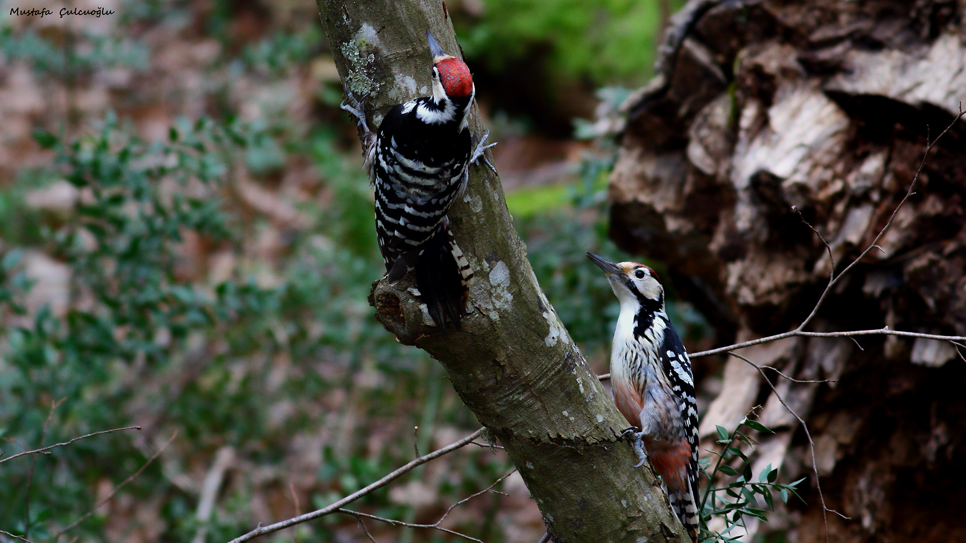 White-backed Woodpecker